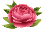Red Peony PNG Clip Art Image