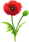 Red Poppy Clipart Image