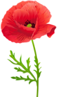 Red Poppy Flower PNG Clip Art Image