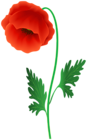 Red Poppy Flower PNG Clipart Image