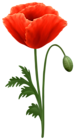 Red Poppy Flower PNG Transparent Clipart
