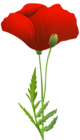 Red Poppy Flower Transparent PNG Image