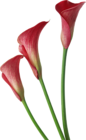 Red Transparent Calla Lilies Flowers Clipart