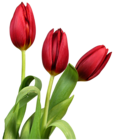 Red Transparent Tulips Flowers Clipart