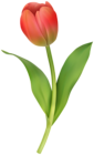 Red Tulip Clipart Image