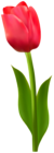 Red Tulip Deco Transparent PNG Image