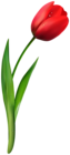 Red Tulip Flower Transparent Image