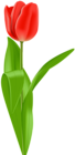 Red Tulip PNG Clip Art Image