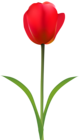Red Tulip Transparent Clip Art Image