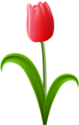 Red Tulip Transparent PNG Clip Art Image