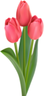 Red Tulips Transparent Clip Art