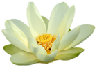 Small PNG White Lotus
