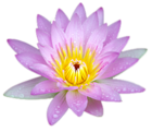 Small Pink Lotus PNG Picture