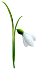 Snowdrop PNG Clipart