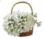 Snowdrops Basket Bouquet Transparent