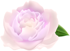Soft Pink Peony PNG Clipart