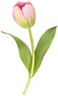Soft Pink Tulip Clipart Image