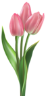 Soft Pink Tulips PNG Clipart Image