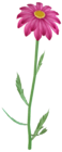 Steam Pink Flower Clipart PNG Image