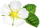 Strawberry Flower PNG Clip Art Image