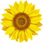 Sunflower Clip Art Image