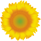 Sunflower Clip Art PNG Image