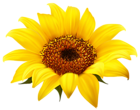 Sunflower Clipart PNG Image