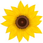 Sunflower Deco PNG Clip Art Image