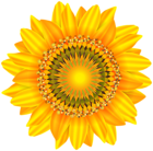 Sunflower Decorative PNG Clip Art Image