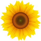 Sunflower Large PNG Clipart