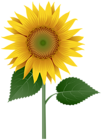 Sunflower Large Transparent Image