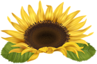 Sunflower PNG Clip Art Image