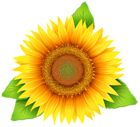 Sunflower PNG Clipart Image