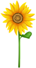 Sunflower PNG Transparent Clip Art Image