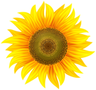 Sunflower Transparent PNG Clip Art Image
