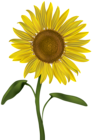 Sunflower Transparent PNG Clip Art Image