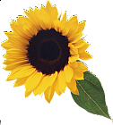 Sunflower with Leaf Clipart