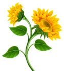 Free Free 64 Transparent Background Stem Sunflower Clipart SVG PNG EPS DXF File