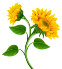 Sunflowers PNG Clipart Image