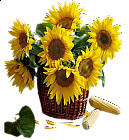 Sunflowers in Basket Clipart