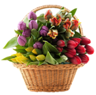 Transparent Basket with Tulips PNG Clipart