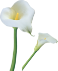 Transparent Calla Lilies Flowers PNG Clipart 