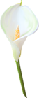 Transparent Calla Lily Flower Clipart 