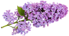 Transparent Lilac Clipart
