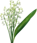 Transparent Lily Of The Valley