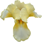 Transparent Orchid Clipart