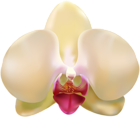Transparent Orchid PNG Clip Art Image