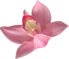 Transparent Pink Orchid Clipart