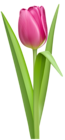 Transparent Pink Tulip PNG Clipart Picture