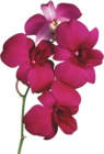 Transparent Red Orchid PNG Clipart